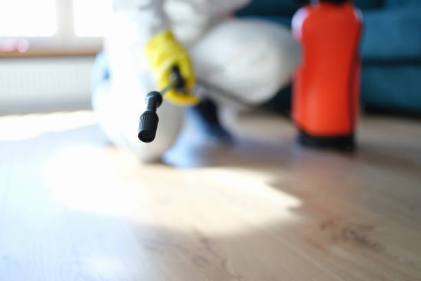Best Mold Damage Restoration  in Clearwater, FL