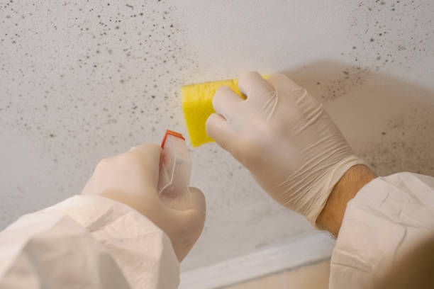 Best Comprehensive Air Testing for Mold Contaminants  in Clearwater, FL