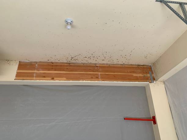 Best Flood Damage  in Clearwater, FL