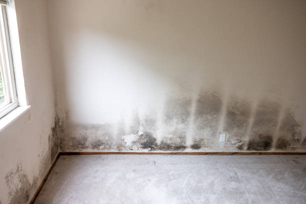 Best Industrial Mold Remediation  in Clearwater, FL