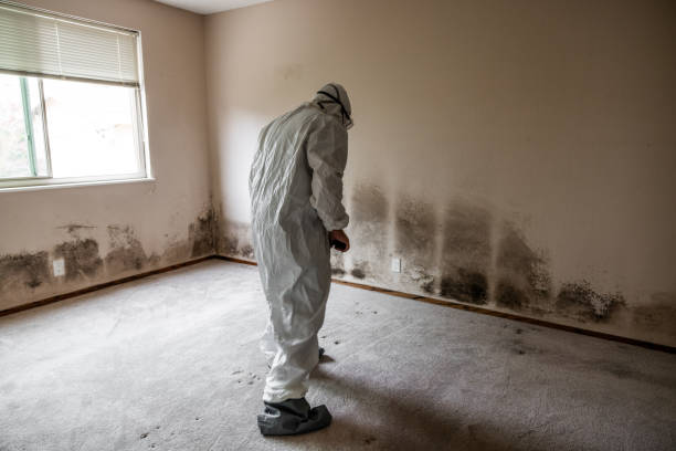 Best Biohazard Mold Removal  in Clearwater, FL