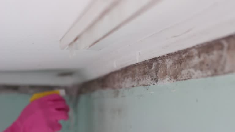 Best Water Damage & Mold Remediation  in Clearwater, FL