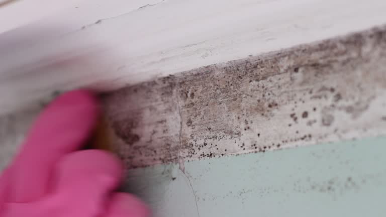 Best Mold-Related Health Consultation  in Clearwater, FL